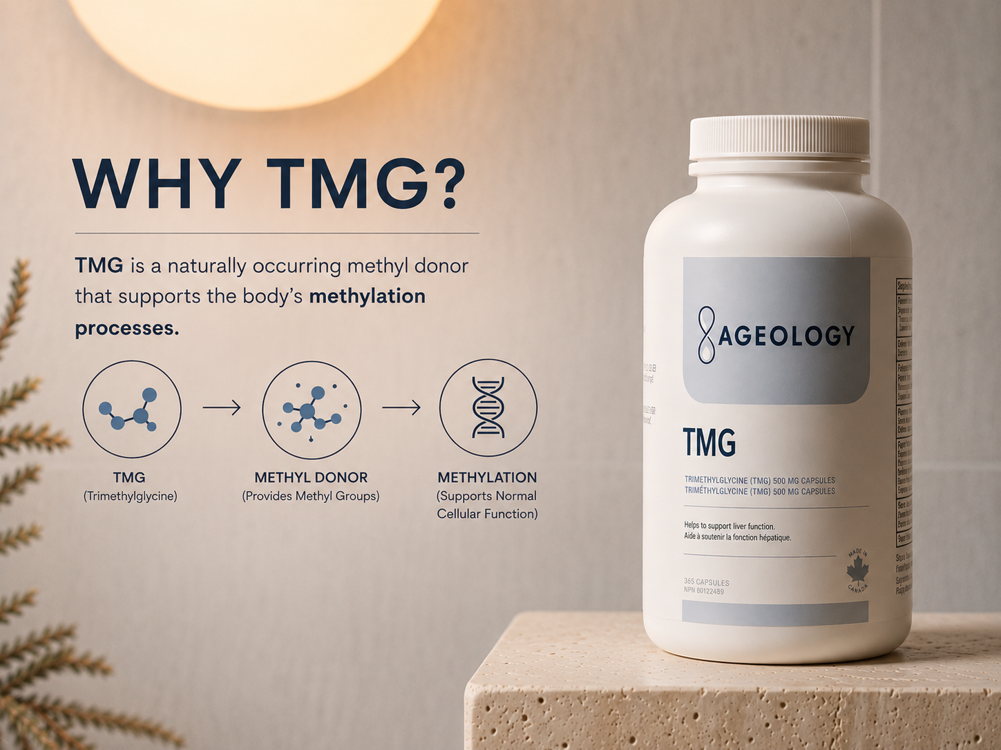 A white bottle of Ageology TMG dietary supplement displayed on a stone pedestal next to an informational graphic explaining the benefits of TMG.